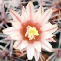 Mammillaria hertrichiana PN 396
