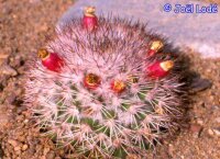 Mammillaria hertrichiana PN 396