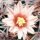 Mammillaria hertrichiana PN 396