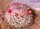 Mammillaria hertrichiana PN 396