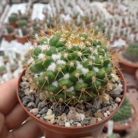 Mammillaria lindsayi PN 559