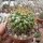 Mammillaria lindsayi PN 559