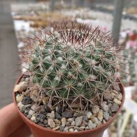 Mammillaria temorisensis MH 18/92