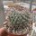Mammillaria temorisensis MH 18/92