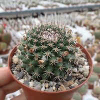 Mammillaria chaletii PN 638
