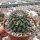 Mammillaria chaletii PN 638