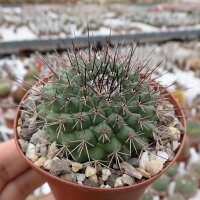 Mammillaria chaletii PN 545
