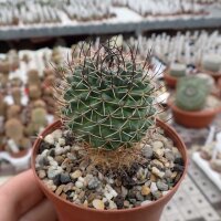 Mammillaria gigantea ssp. hamiltonhoytiae Rog 559