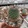 Mammillaria gigantea ssp. hamiltonhoytiae Rog 559