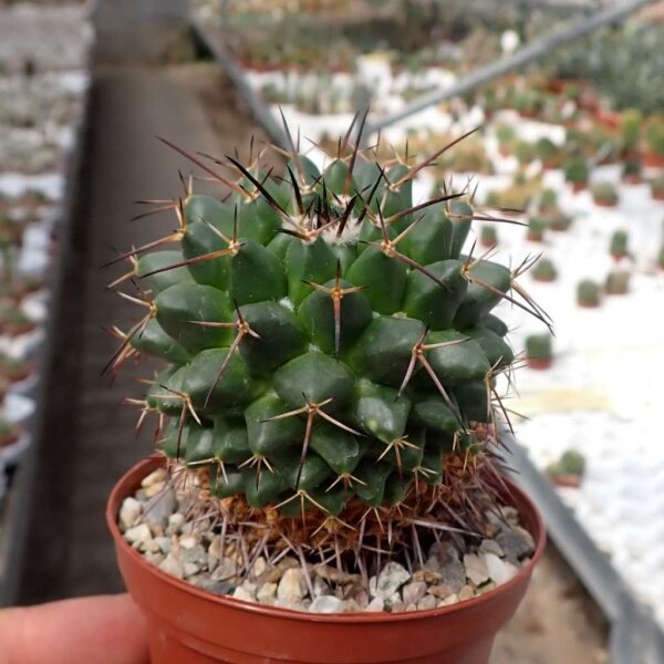 Mammillaria gigantea ssp. flavovirens PN 208
