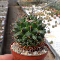 Mammillaria gigantea ssp. flavovirens PN 208