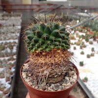 Mammillaria gigantea ssp. flavovirens PN 208