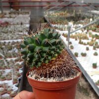 Mammillaria gigantea ssp. flavovirens PN 208