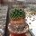 Mammillaria gigantea ssp. flavovirens PN 208