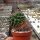 Mammillaria gigantea ssp. flavovirens PN 208