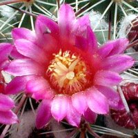 Mammillaria canelensis PN 323