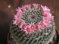 Mammillaria floresii K 298