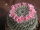 Mammillaria floresii K 298