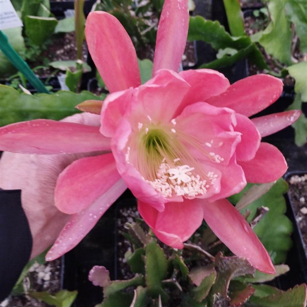 Epiphyllum-Hybr. Matador oder Blattkaktus Phyllocactus | Blüte lachs-