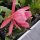 Epiphyllum-Hybr. Matador