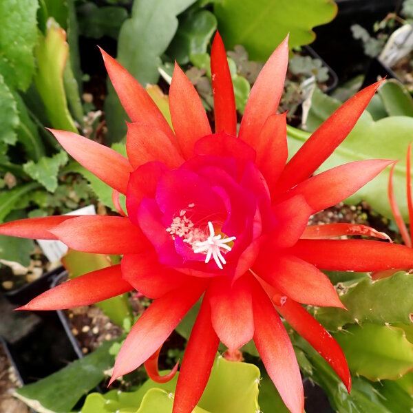 Epiphyllum-Hybr. Judith Paetz