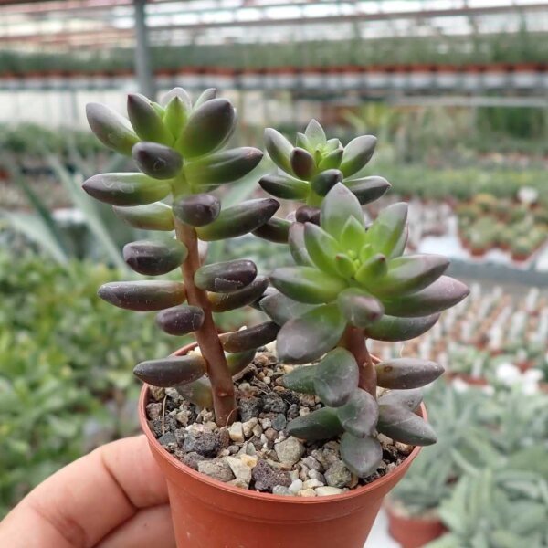 Sedeveria cv. Jet Beads