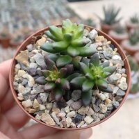 Sedeveria cv. Jet Beads