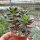 Sedeveria cv. Jet Beads