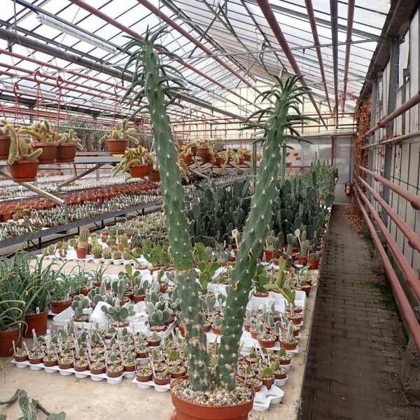 Austrocylindropuntia subulata XL