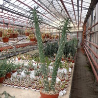 Austrocylindropuntia subulata XL