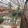 Austrocylindropuntia subulata XL