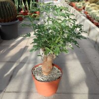 Adansonia digitata XXL Baobab