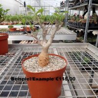 Adansonia digitata XXL Baobab