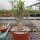Adansonia digitata XXL Baobab