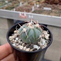 Echinocactus horizonthalonius La Mesa, NL, km 81