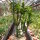 Pedilanthus tithymaloides cv. compacta