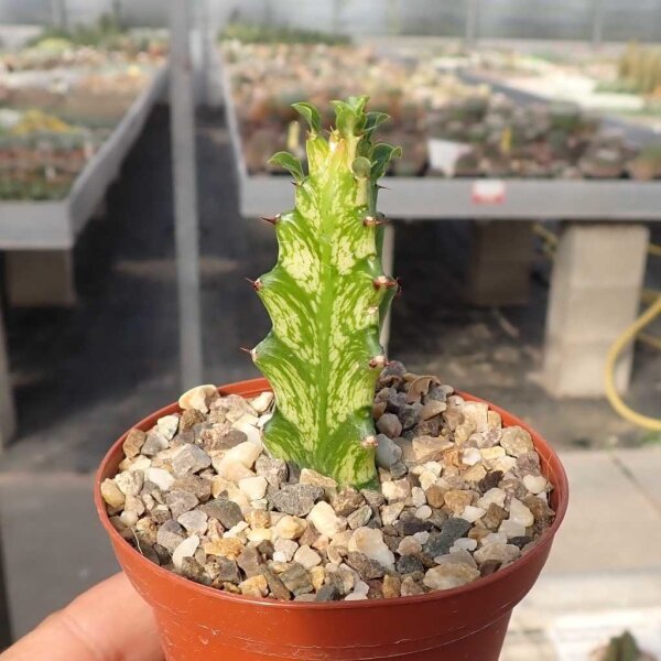 Euphorbia trigona cv. Mint Cream
