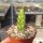 Euphorbia trigona cv. Mint Cream