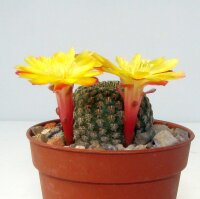 Sulcorebutia heliosoides