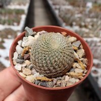 Sulcorebutia heliosoides