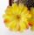 Sulcorebutia heliosoides