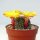 Sulcorebutia heliosoides