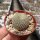 Sulcorebutia heliosoides