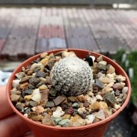 Uebelmannia gummifera RNK 102/14  CITES, not outside EU