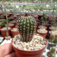 Uebelmannia pectinifera v. multicostatus RNK 010  CITES,...