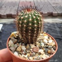 Uebelmannia pectinifera v. multicostatus RNK 010  CITES,...