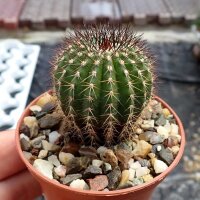 Uebelmannia pectinifera v. multicostatus fo. Inhaiensis...