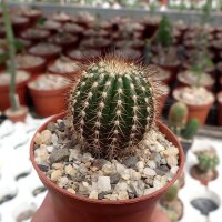Uebelmannia pectinifera v. multicostatus fo. Inhaiensis...