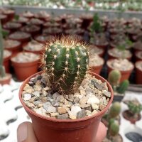Uebelmannia pectinifera v. pseudopectinifera RNK 039...