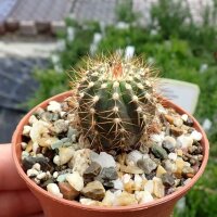 Uebelmannia pectinifera v. pseudopectinifera RNK 039...